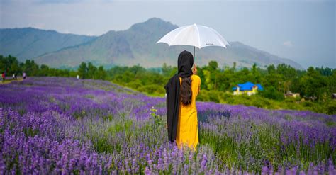 長山薰衣草公園多久：一個值得悠遊的夢幻世界